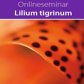 Online-Seminar Lilium tigrinum in all seinen Facetten