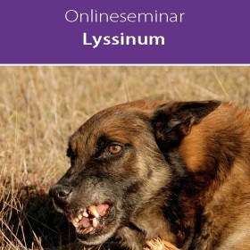 Online-Seminar Fachseminar in klassischer Homöopathie Lyssinum in all seinen Facetten