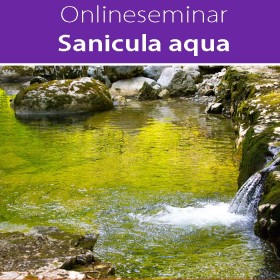 Online-Seminar Sanicula aqua in all seinen Facetten